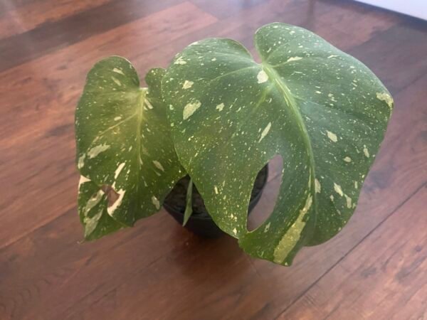 Monstera Constellation - Image 3