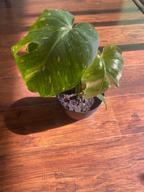 Monstera Constellation - Image 2