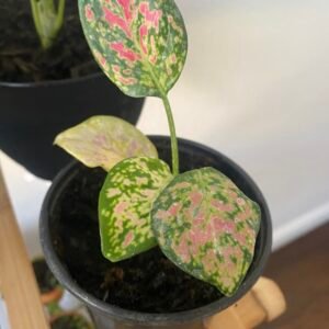 House Plant