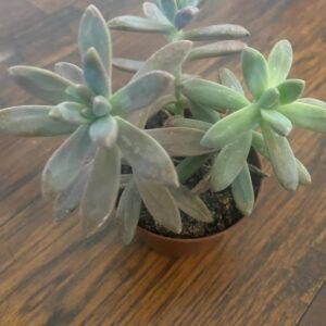 Succulents