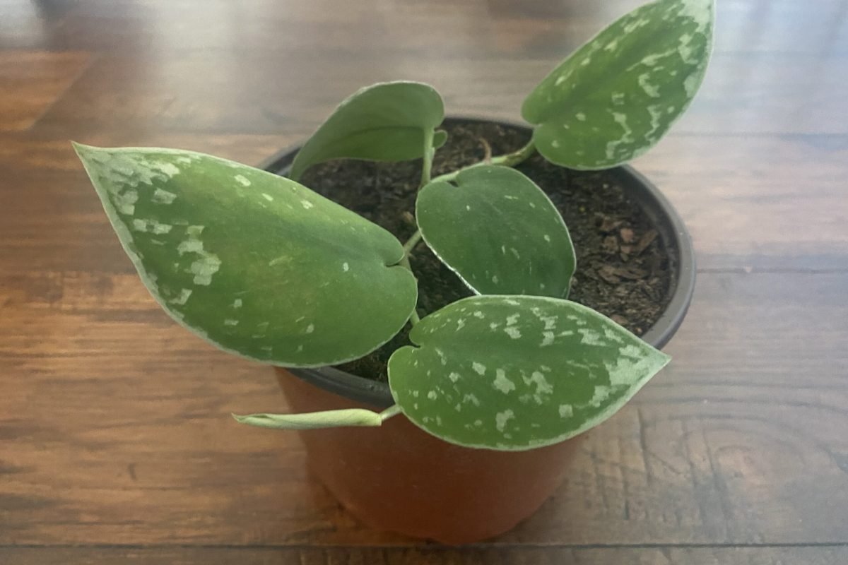 Velvet Pothos