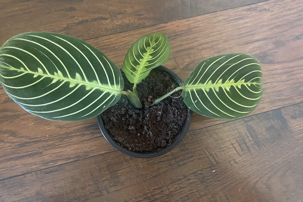 Prayer Plant