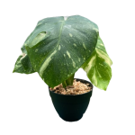 Monstera Constellation