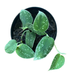 Velvet_Pothos-removebg-preview